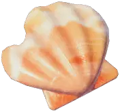 破損した貝殻