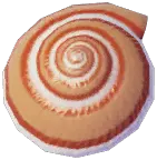 シロスジグルマ