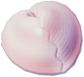 リュウキュウアオイ