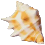 アダムクモガイ