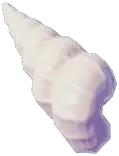 细肋海狮螺