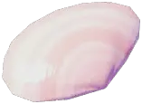 Prora樱蛤