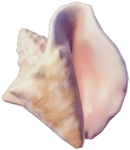 ピンクガイ