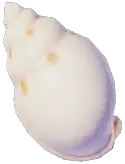 ミガキウラシマ