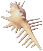 ホネガイ
