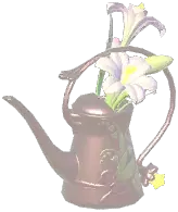 Blossom Ode Watering Can